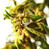 Grow weed UK