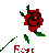 Rose Bush