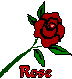 Rose Bush